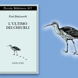 Un’impensata vicinanza al chiurlo eschimese